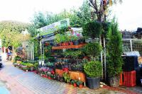 Sales of Salon plants, peat garden soil, plastic pots, Earth pots in Mahmutlar Alanya